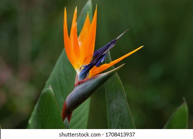 Bird Of Paradise Flower / Plant