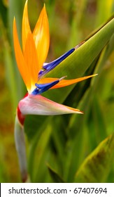 Bird Of Paradise Flower San Diego, California