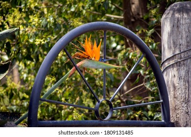 Bird Paradise Flower Scientific Name Strelitzia Stock Photo 1809131485