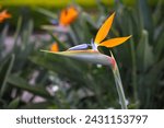 Bird of paradise flower, Strelitzia reginae.