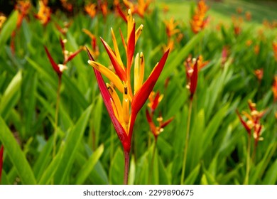 Bird of paradise flower in a tropical garden