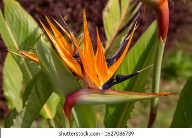 Bird Of Paradise Flower Is A Vivid Color Spash In The Jungle.