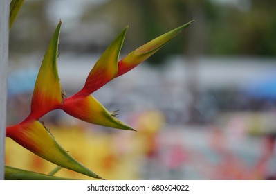 Bird Of Paradise Flowers, Also Caller Strelitzia Reginae Or Crane Flowers Grow In The Tropical Islands