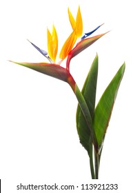 Bird of Paradise Flowers Isolated on a White Background - Shutterstock ID 113921233
