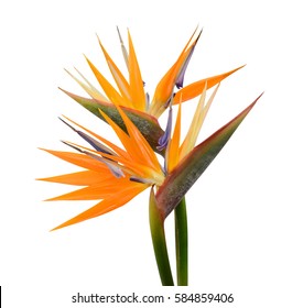 Bird Of Paradise Flowers Isolated On A White Background