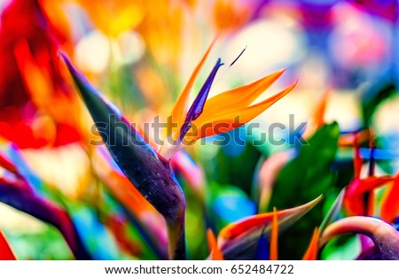 Bird of Paradise flowers in natural background