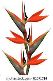 Bird Of Paradise Flowers On A White Background