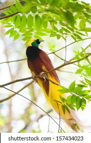 Bird Of Paradise In The Jungle. One Of The Most Exotic Birds In Papua New Guinea.