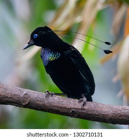 Bird Of Paradise, Lawes's Parotia (Parotia Lawesii), Papua New Guinea