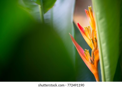 bird of paradise and leaf