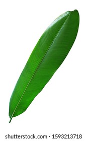 Bird Of Paradise Leaf Isolate On White Background