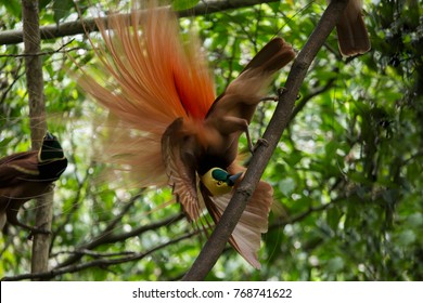 Bird Of Paradise Is Mating