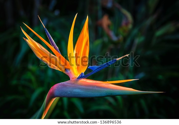 free download bird of paradise plant