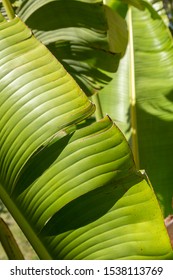 Bird Of Paradise Plant, Outdoors Tropical Plant