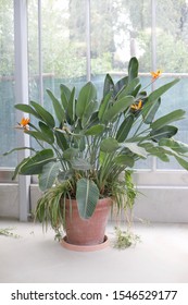 A Bird Of Paradise Plant In A Pot Indoors