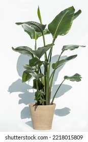 Bird Of Paradise Plant In A Pot , Strelitzia Reginae, House Plant Isolated On White Background With Shade