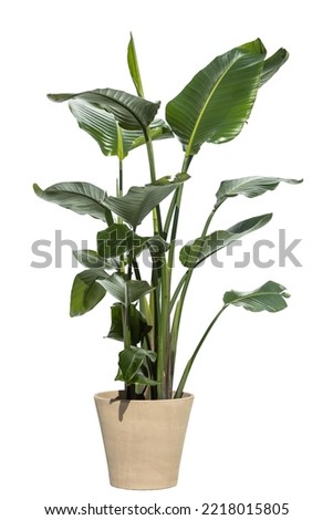Bird of paradise plant in a pot , strelitzia reginae, House plant isolated on white background