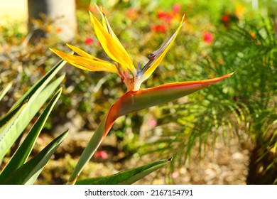 Bird of paradise plant resemble bird head native to south Africa, here seen in south of California