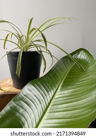 Bird Of Paradise Potted Plant Indoor