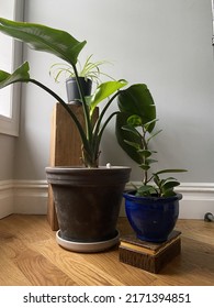 Bird Of Paradise Potted Plant Indoor