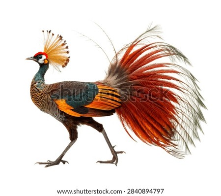Bird Of Paradise Standing Dramatically With E Isolated On White Background