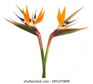 Bird Of Paradise ( Strelitzia Reginae ) Isolated On White Background