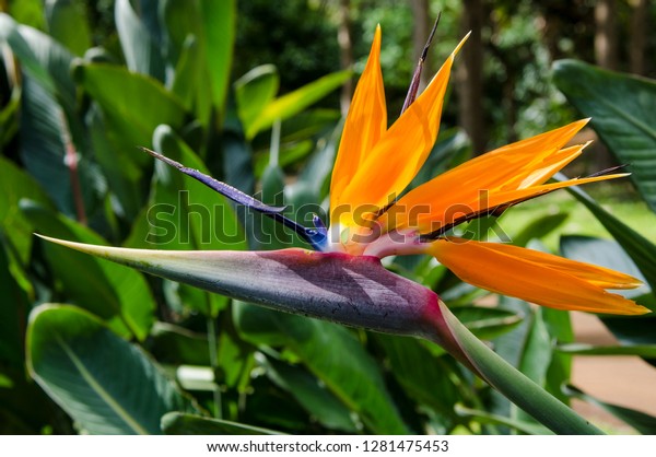 Bird Paradise Strelitzia Reginae Na Aina Stock Photo Edit Now