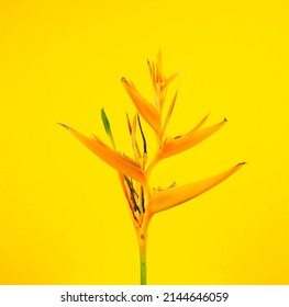 Bird of paradise tropical exotic flower floral botanic plant against vivid colorful yellow abstract background. Wall art, fine art minimal photography image style.