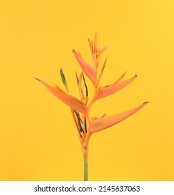 Bird Of Paradise Tropical Exotic Flower Floral Plant Against Yellow Abstract Background. Wall Art, Fine Art Minimalist Photography Image Style.