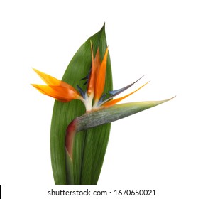 Bird Of Paradise Tropical Flower Isolated On White