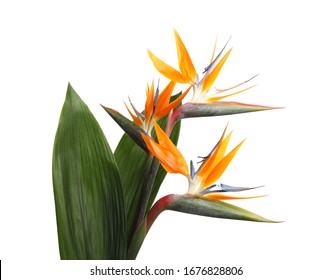 Bird Of Paradise Tropical Flowers Isolated On White