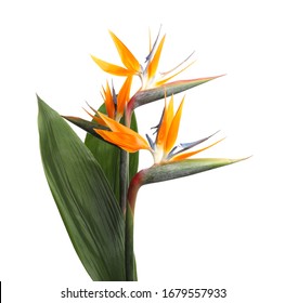 Bird Of Paradise Tropical Flowers Isolated On White