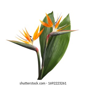 Bird Of Paradise Tropical Flowers Isolated On White