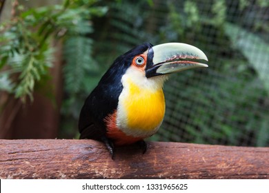 Toco Toucan Baby Hd Stock Images Shutterstock