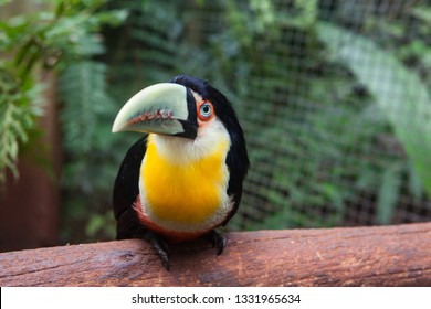 Baby Toucan Stock Photos Images Photography Shutterstock Baby Toucan Stock Photos Images Photography Shutterstock