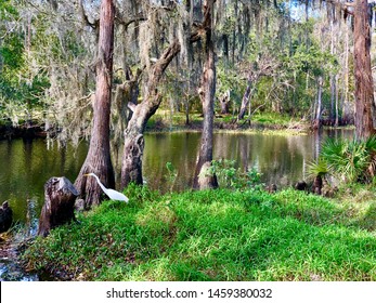 Bird At A Park In Kissimmee Florida