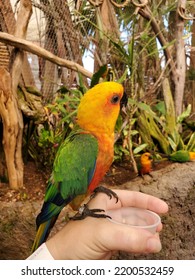 Bird Parrot Beak Plant Terrestrial Plant Tree