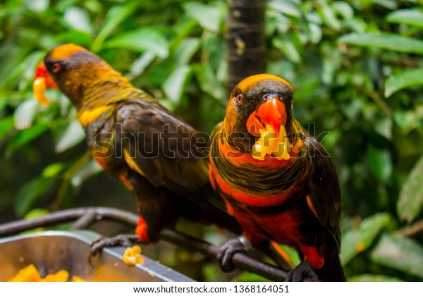 Bird Parrot Eclectus Roratus Burung Nuri Stock Photo Edit Now 1368164051