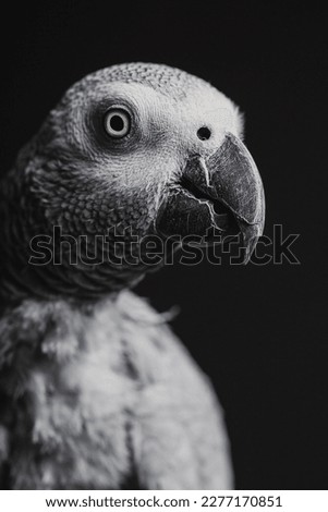 bird parrot grey eye feather