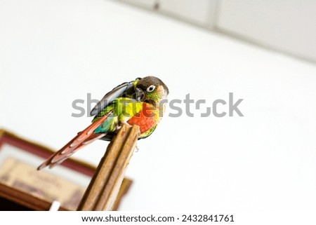 The bird parrot,green cheek conure,pet on the door wood in human house on white background.