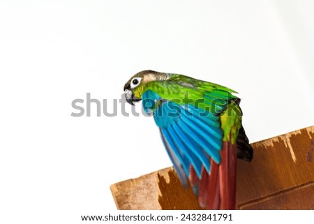 The bird parrot,green cheek conure,pet on the door wood in human house on white background.