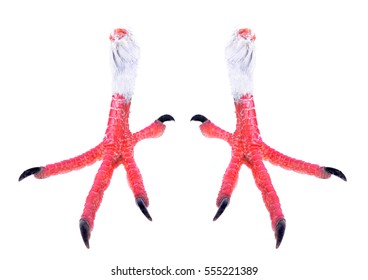 Bird Paw Isolate On White Background