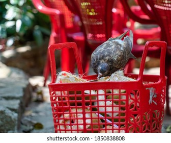 The Bird Pecking Coconut Shell.