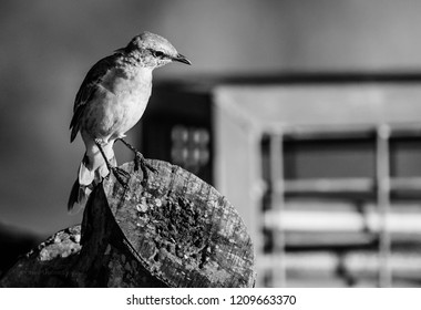 A bird perched