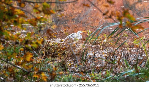 A bird is perched calmly near still waters, framed by colorful autumn leaves. The atmosphere is serene and natural. - Powered by Shutterstock