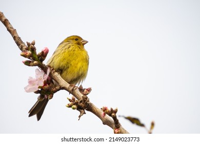 Bird Perched On Almond Tree Branch