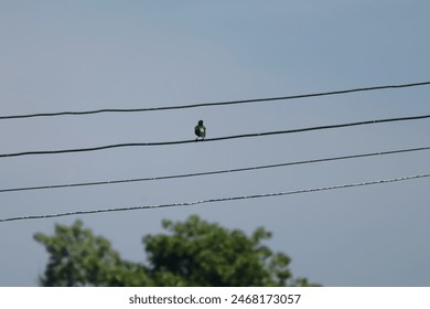 A bird perched on an electric wire. sky background - Powered by Shutterstock