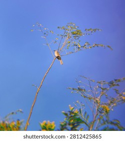 Bird perched on moringa tree branch top 