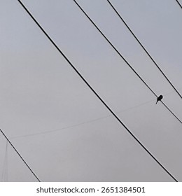 A bird perched on one of the power lines. The lines appear to stretch diagonally across the image.