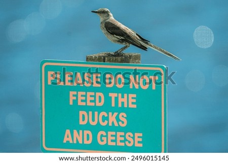 A bird perched on a 